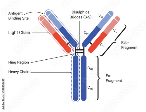 Basic structure of an antibody, showing the light chains and heavy chains, the antigen binding site.
Fab: Fragment antigen-binding domain; Fc: Fragment crystallized domain.