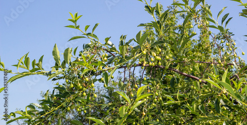 poor small harvest green cherries on a tree branch in summer, cherry tree. summer branch of a cherry tree with unripe berries and young green leaves. Selective focus, farming and gardening photo