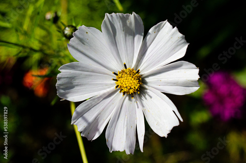 Autumn Aster flowers with water drops
