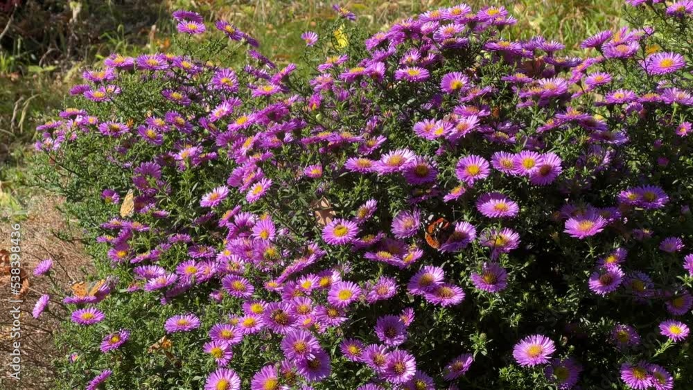 Fall aster flowers new England for butterflies and bees. Fall aster flowers new England for butterflies and bees.