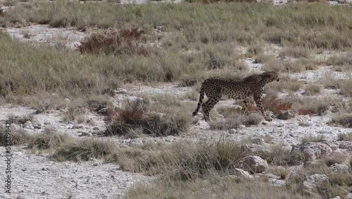 marauding cheetah