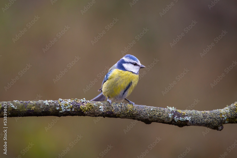 Fototapeta premium little cute bird on the branch, Eurasian Blue Tit, Cyanistes caeruleus