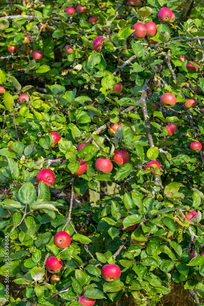 Zahlreiche rote, reife Äpfel hängen an einem Apfelbaum kurz vor der Ernte im Sonnenschein im Herbst