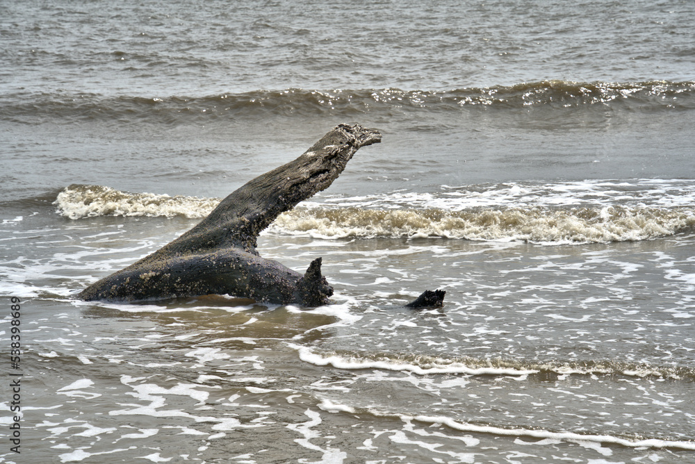 Fototapeta premium Dead tree limb washing ashore on Jekyll Island, Georgia