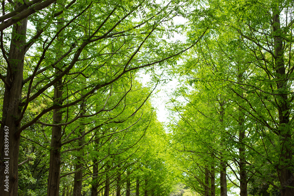 Fototapeta premium park