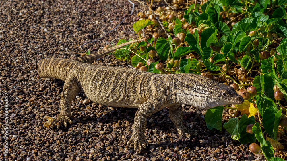 Spencer's monitor on the side of a small road in the Barkly Tableland, Northern Territory, Australia Spencer's monitor on the side of a small road in the Barkly Tableland, Northern Territory, Australia