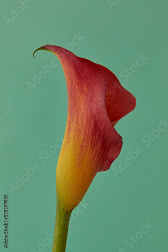 カラー_calla