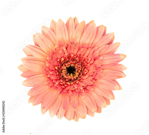 Fotografiet gerbera flower isolated on transparent png