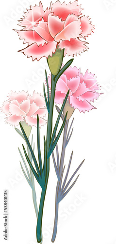 Fototapeta Naklejka Na Ścianę i Meble -  PNG flowers. Vintage floral elements Isolated botanical illustration for a wedding card.