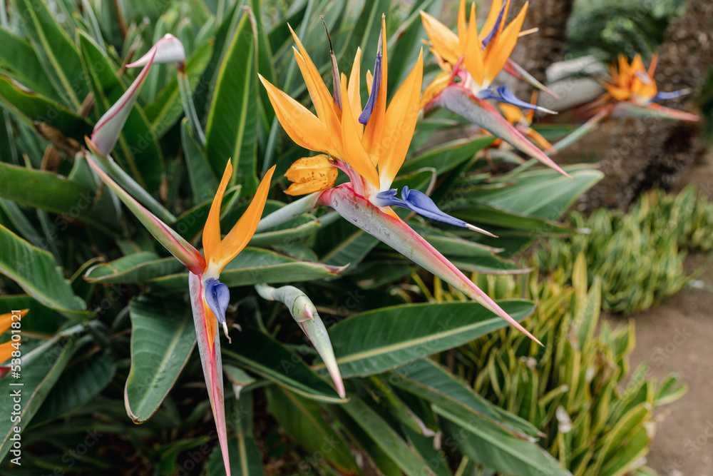 Obraz premium Strelitzia. Bird of Paradise Flower in a Nature Garden, Abstract. Macro, shallow depth of field, texture background, flower close-up.
