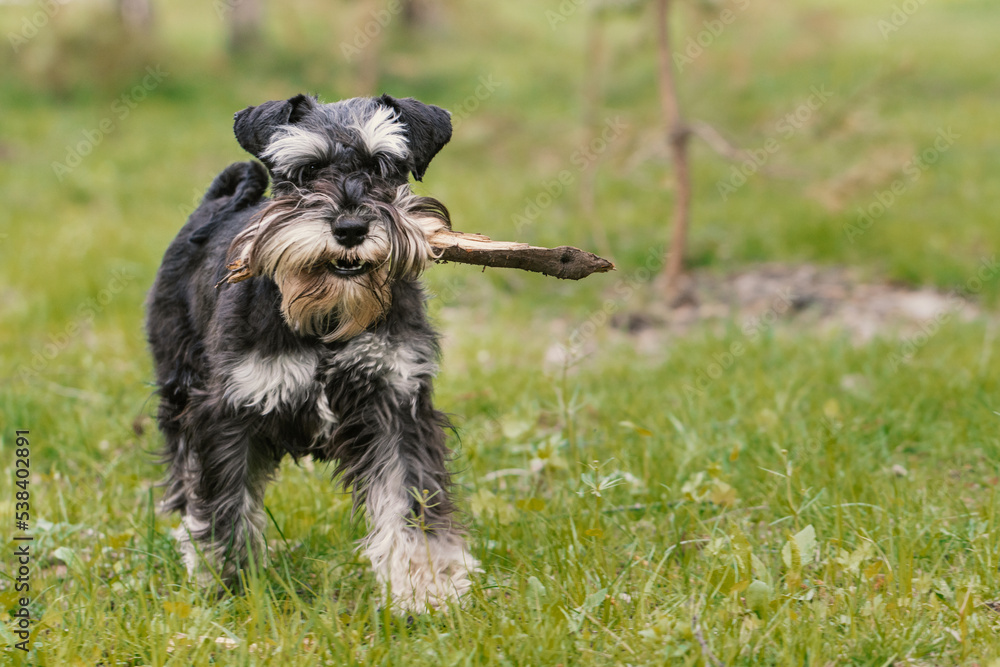 Miniature schnauzer dog playing with stick on grass outdoors Miniature schnauzer dog playing with stick on grass outdoors