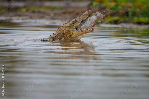 Krokodil frisst Fisch