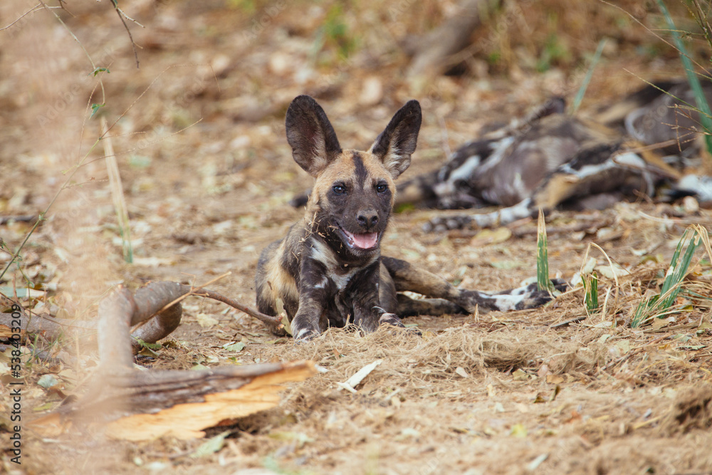 Afrikanischer Wildhund Afrikanischer Wildhund