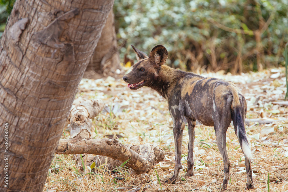 Fototapeta premium Afrikanischer Wildhund