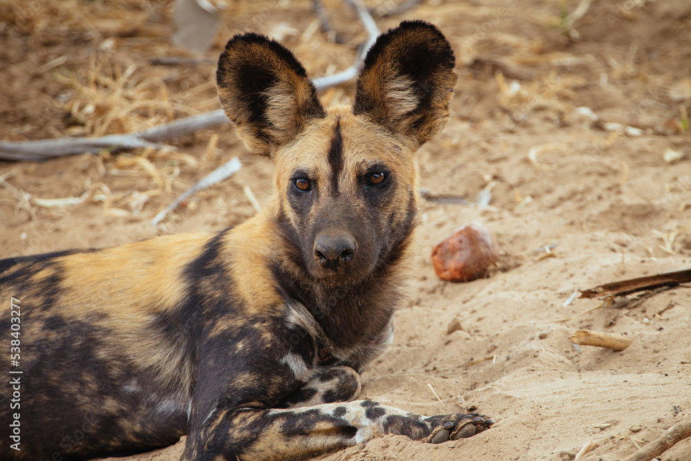 Afrikanischer Wildhund Afrikanischer Wildhund