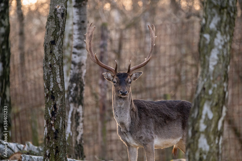 Rotwild im Hochwildpark im Winter