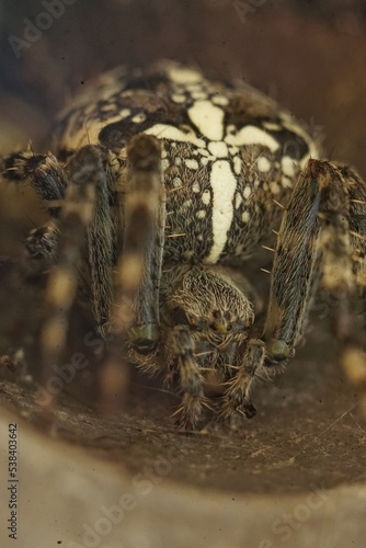 macro foto of a garden spider with a big yellow cross on its back