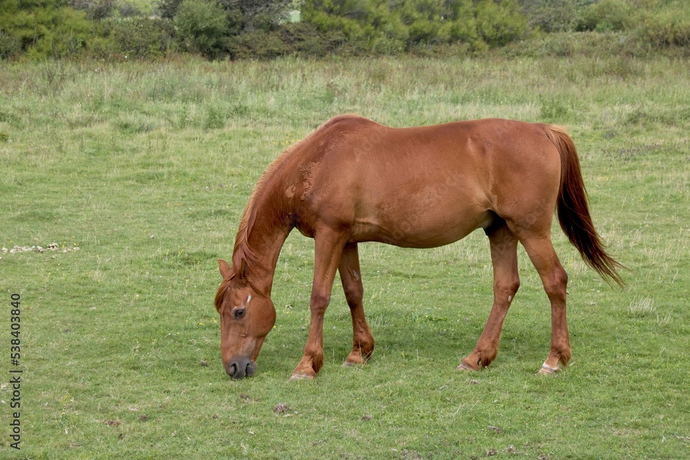 horse eating grass in the morning horse eating grass in the morning