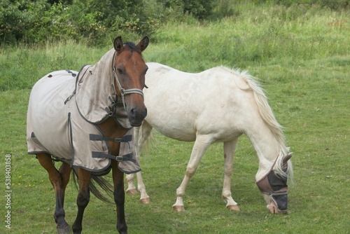 horse eating grass in the morning