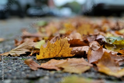Autumn leaves on a road against a blurred background