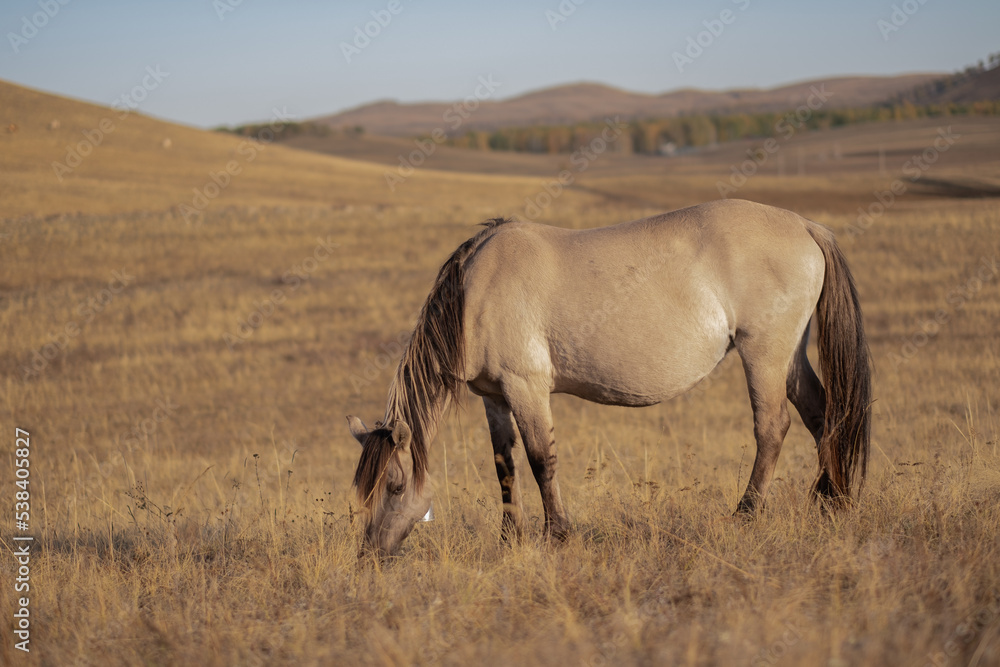 the horse eats grass in the field. horse in the pasture. wild horses the horse eats grass in the field. horse in the pasture. wild horses