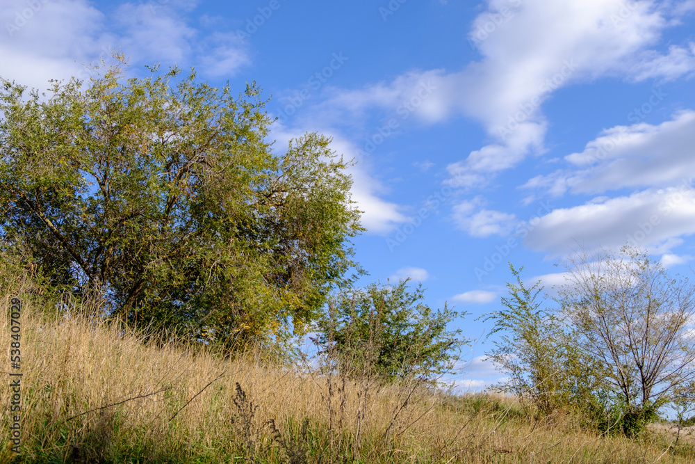 branching trees against a blue sky background