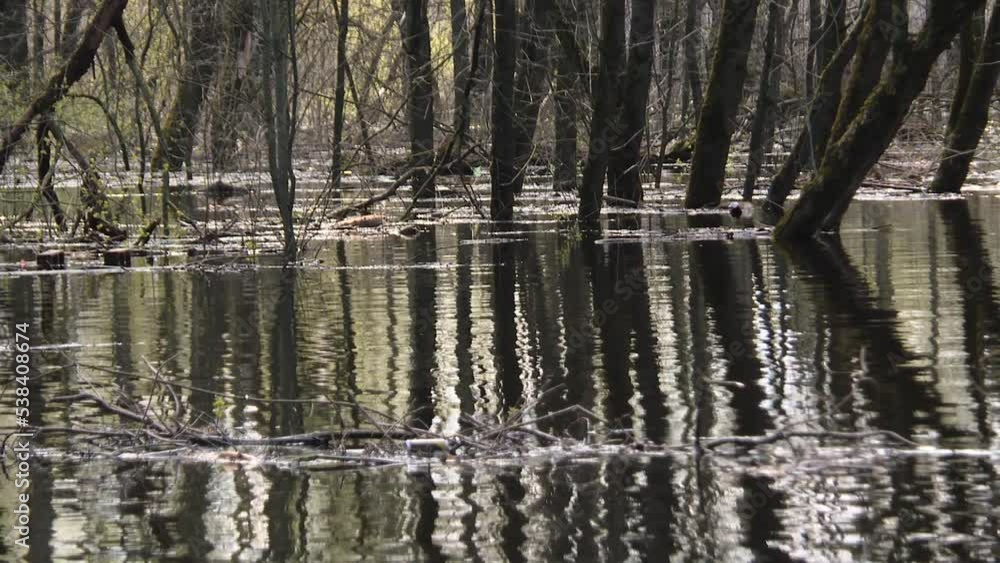 Early spring, high water. A flooded river, trees stand in the water. Reflection of tree trunks in water Early spring, high water. A flooded river, trees stand in the water. Reflection of tree trunks in water