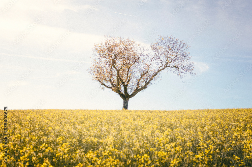 A tree surrounded by flowers in spring.
