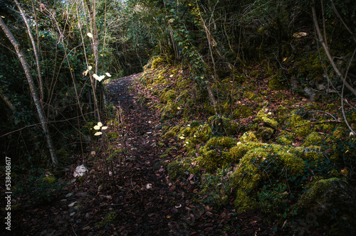 Path through the interior of the forest.  photo