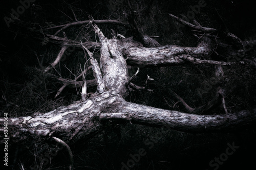 A dry branch in the forest.
