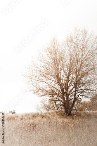 A lonely tree at the end of winter.
