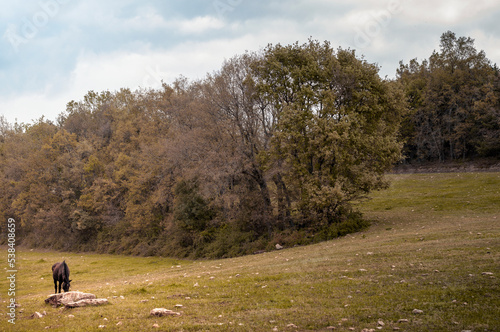 A horse grazes in a field in the Basque Country
