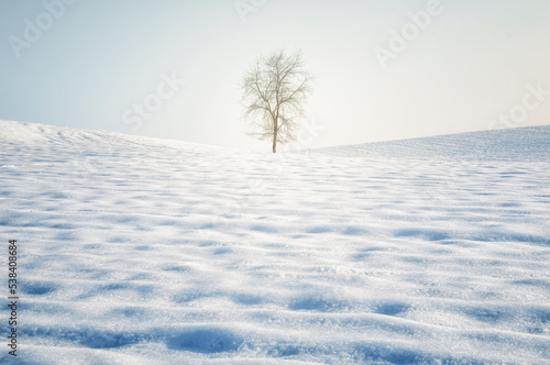 A lonely tree in the snow, winter scene.
