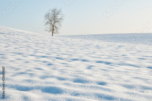 A lonely tree in the snow, winter scene.
