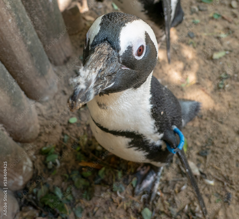 Obraz premium small red eyed penguin