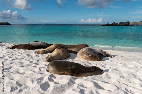Canvas Print sleeping sea lions on the white sandy beach