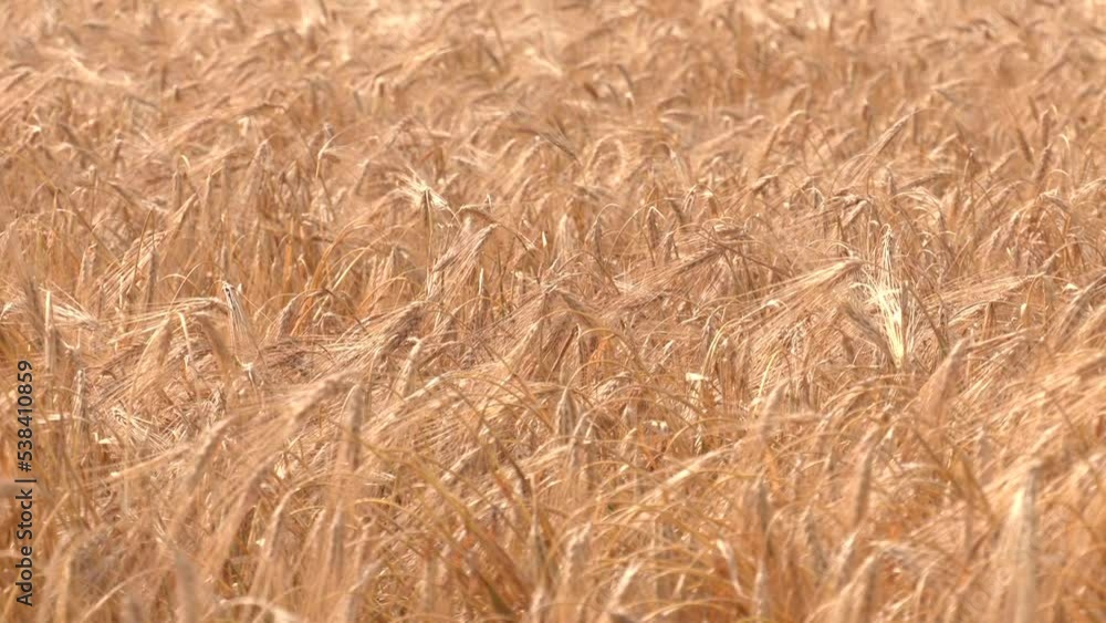 Wheat field on a sunny day. Grain farming, ears of wheat close-up. Agriculture, growing food products. Golden ear of wheat close-up on the background of a wheat field
Wheat field on a sunny day. Grain farming, ears of wheat close-up. Agriculture, growing food products. Golden ear of wheat close-up on the background of a wheat field