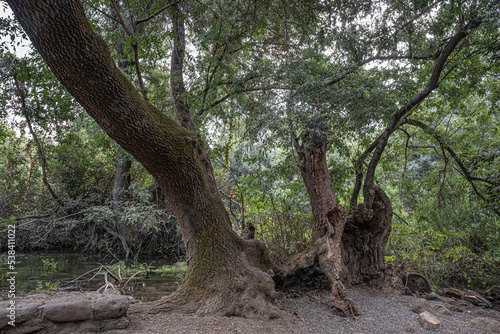 Weird old trees as seen by Dan River in Tel Dan Nature Reserve, Kibbutz Dan, Upper Galilee, Northern Israel, Israel.