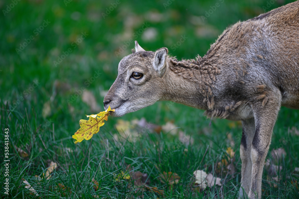Fototapeta premium a baby mouflon eating a leaf