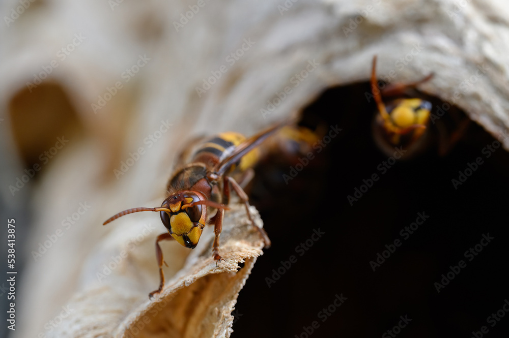 Φωτογραφία Hornissen an ihrem Nest mit natürlichem Licht und geringer Tiefenschärfe