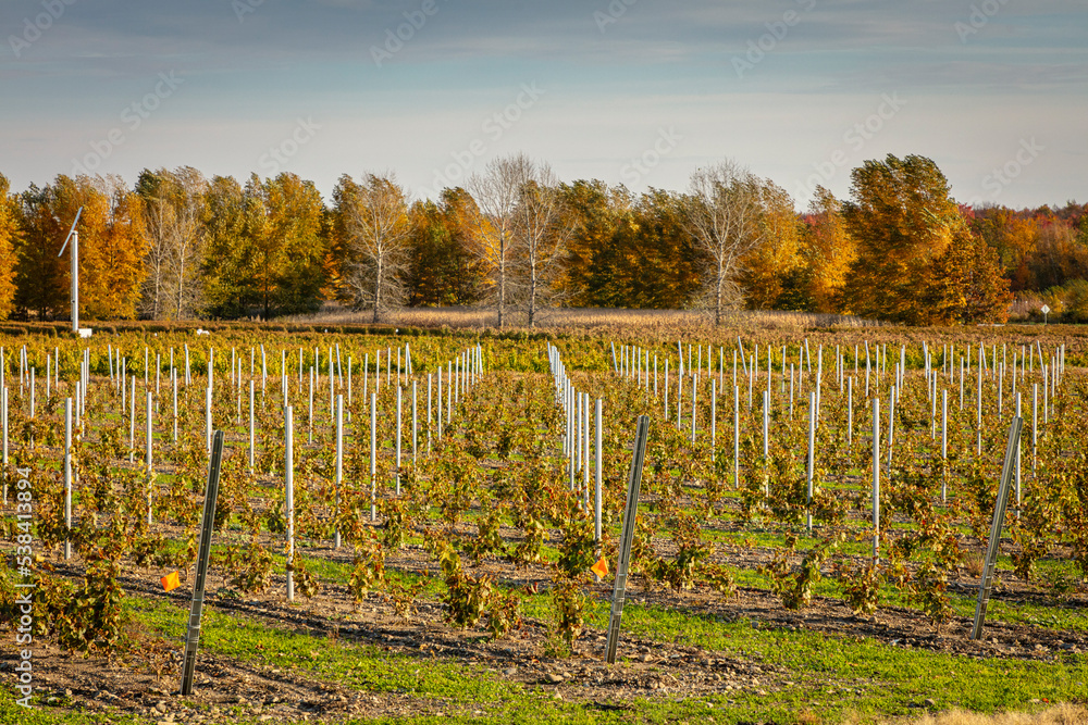 Vineyard in fall with rows of grape plants with hill going up with support steady sticks, Dunham, Quebec, Canada