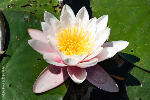 beautiful white pink water lily detail macro shot at The Untersee or lower lake of the ville chain of lakes in the summer near cologne bruehl in North Rhine-Westphalia, germany photo