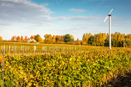 Vineyard in fall with rows of grape plants with hill going up with support steady sticks, Dunham, Quebec, Canada photo