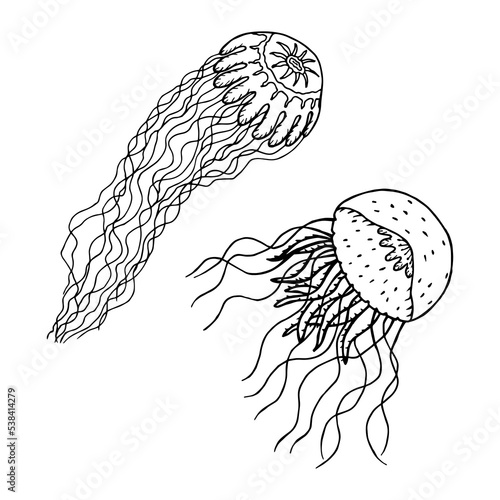 Medusa Cyaneus and Pelagia. Vector stock illustration eps10. Isolate on white background, outline.