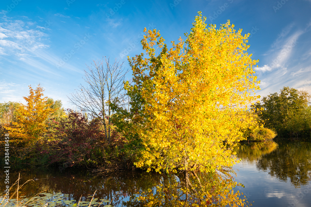 Tree with yellow autumn foliage along the waterside