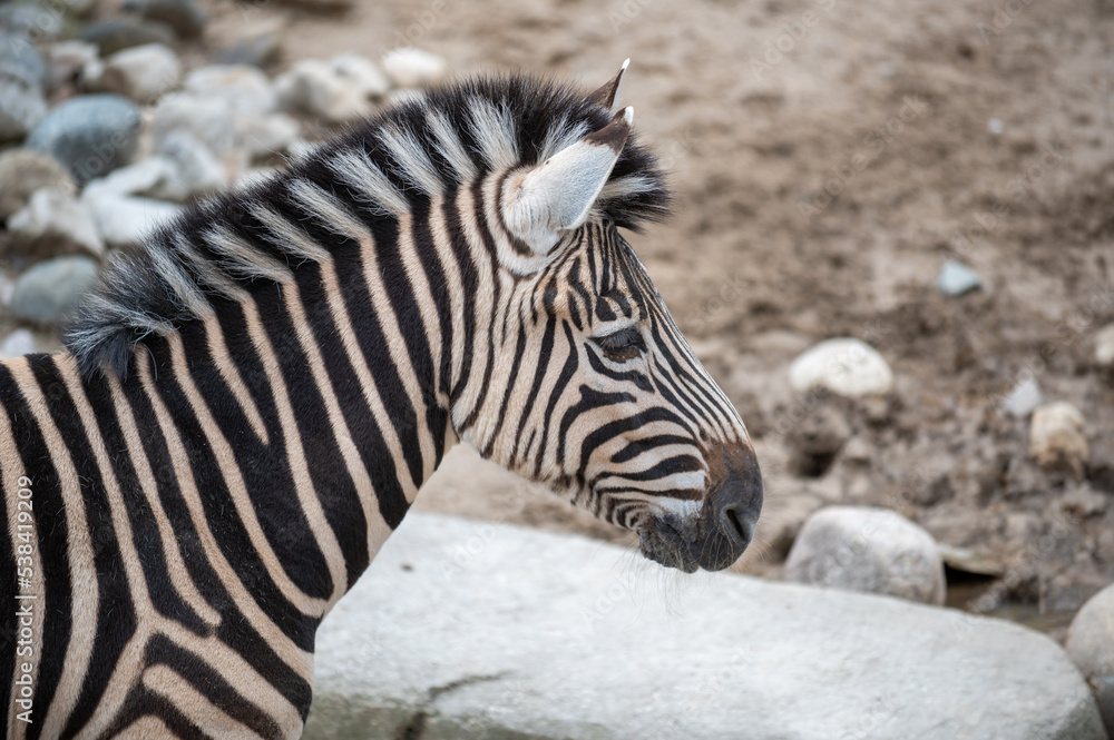 Zebra Profile Zebra Profile