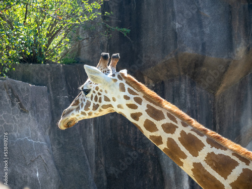 Photography Giraffe grazing