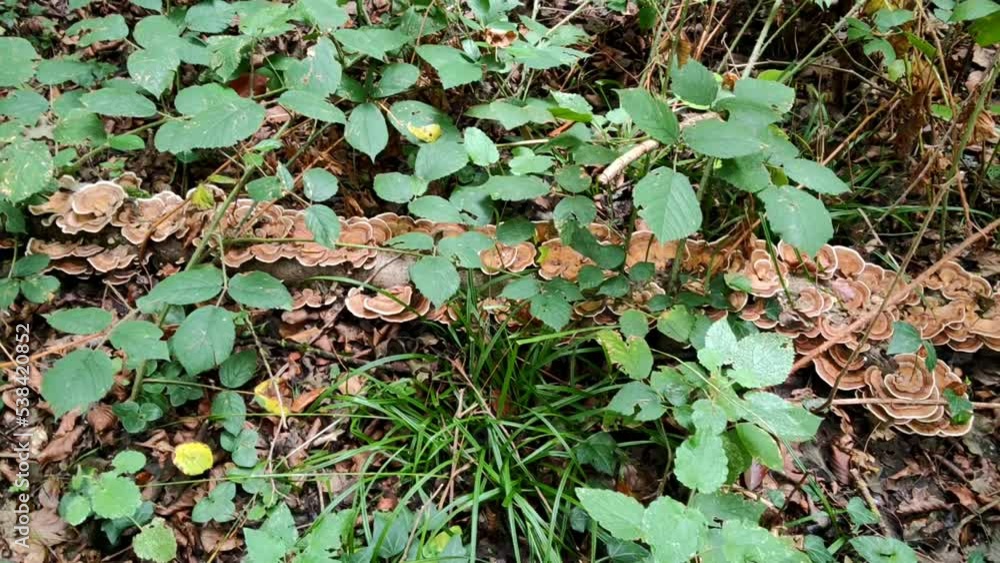 A very common woody fungus that grows on stumps of leafy trees. Grevolosa beech forest, Catalonia, Spain. A very common woody fungus that grows on stumps of leafy trees. Grevolosa beech forest, Catalonia, Spain.