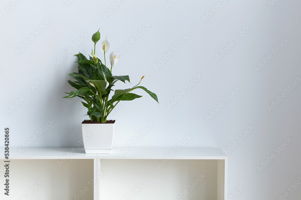 Peace Lily aka Spathiphyllum plant in the office on white wall backrgound