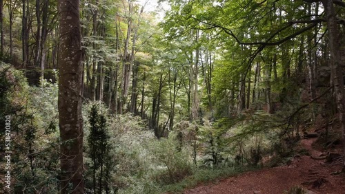 Aerial view of an autumn beech forest in Grevolosa forest, Catalonia, Spain. 